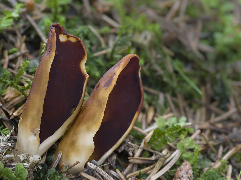 Helvella silvicola